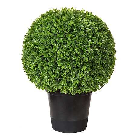 Bild 1 - Fink Living Buchskugel im Topf Buxus III