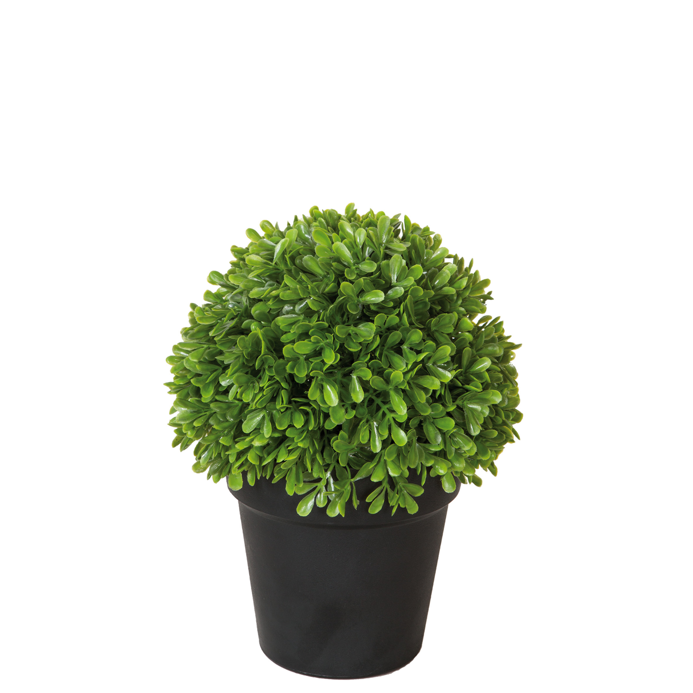 Fink Living Buchskugel im Topf Buxus I