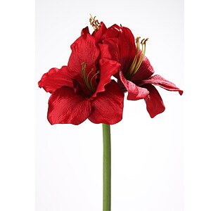 Fink Living Amaryllis dunkelrot
